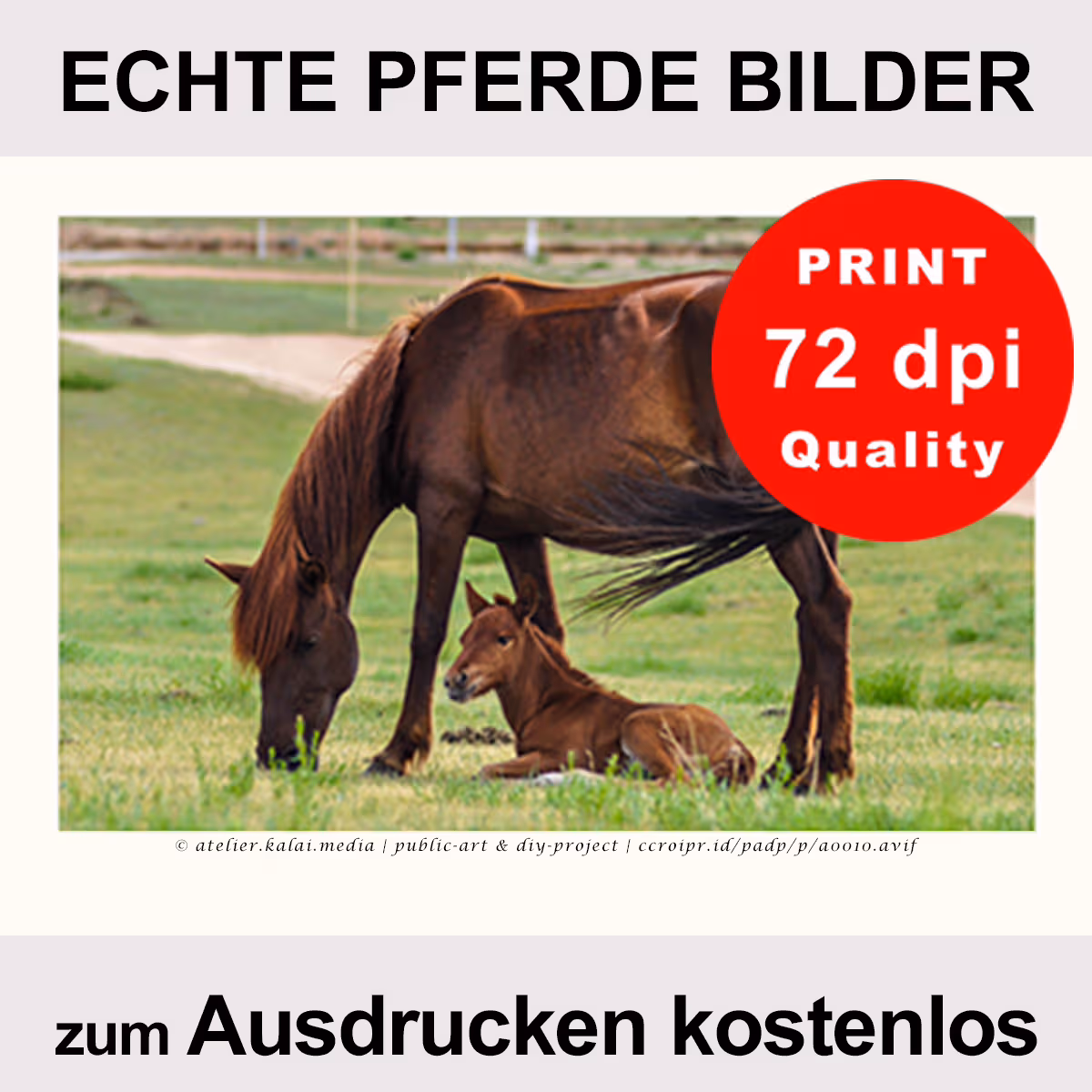 Echte Pferde Bilder – Fohlenweide – rechtes Poster (Freebie)