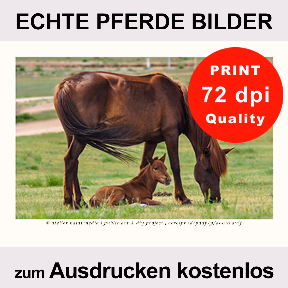 Echte Pferde Bilder – Fohlenweide – linkes Poster (Freebie)